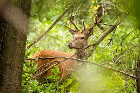 Deer Habitat (where deer live & why they live there) - World Deer