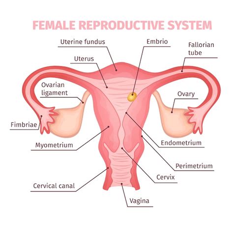 Reproductive Images | Free Vectors, Stock Photos & PSD