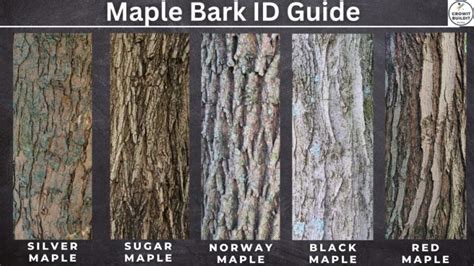 Maple Tree Identification – A Complete Guide – GrowIt BuildIT