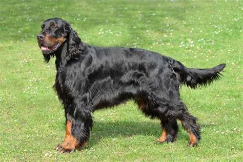 Gordon Setter Temperament, Price, Puppies & Breeder Tips