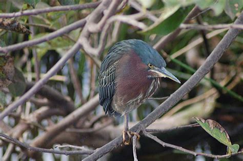 Aves - The Birds | Wildlife Journal Junior