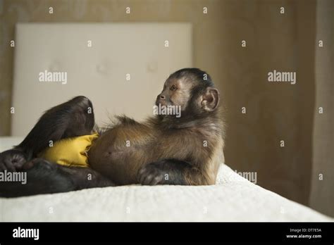 A capuchin monkey lying on a bed in a domestic home Austin Texas USA Stock Photo: 66547638 - Alamy