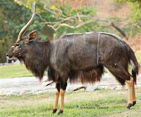 ZOO THAILAND