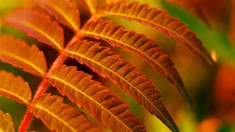 What Do Fern Leaves Symbolize - Printable Templates Protal