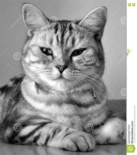 Sheba Cat stock photo. Image of british, black, female - 6776524