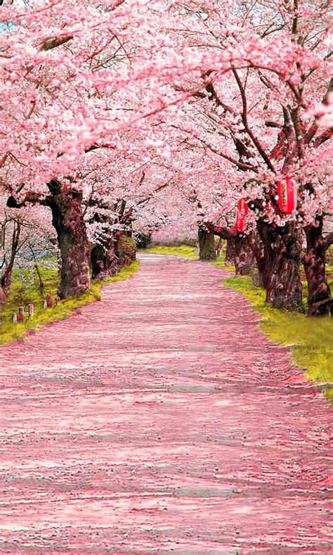 Cherry Blossom Aisle Backdrop, pohon sakura Jepang wallpaper ponsel HD ...