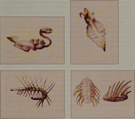 Cambrian Creatures by Kingofallkongs on DeviantArt