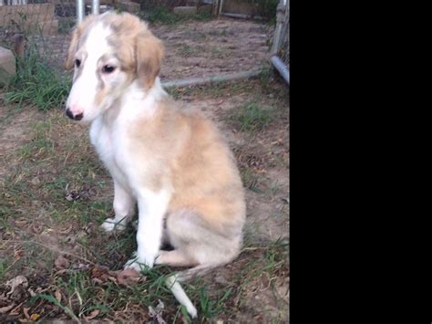 PUPPIES Available Now!! Borzoi - Russian Wolfhound @ HowlinWolf Kennel ...