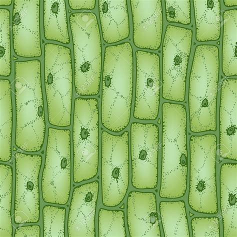 Green Plant Cells Under Microscope Seamless Vector Pattern Royalty Free ...