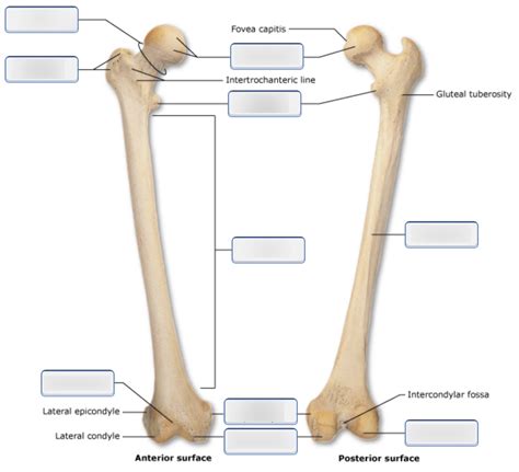 Bone Markings on the Right Femur Diagram | Quizlet