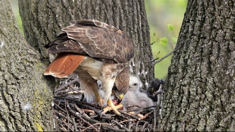 Red-tailed Hawk's nest - YouTube