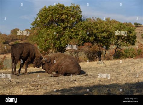 European bison male with little fight Stock Photo - Alamy