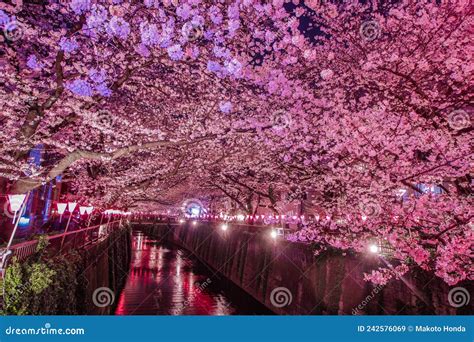 Meguro River Night Sakura (Nakameguro) Stock Image - Image of petal ...