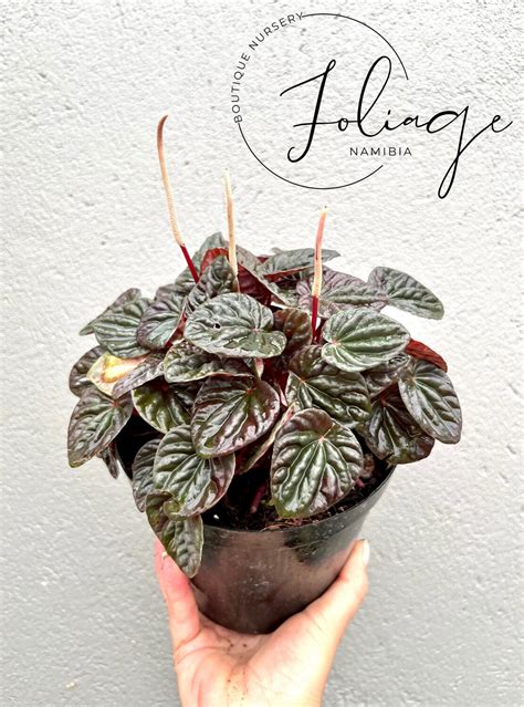 Peperomia Caperata Red