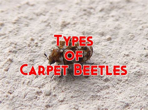 7 Types of Carpet Beetles (Pictures and Identification)