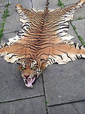 Antique/Vintage Extinct JAVAN Tiger Skin Rug Taxidermy. Real Skull ...