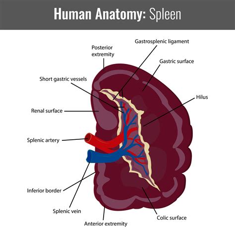 Spleen Diagram Labeled