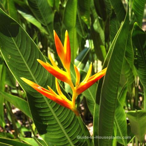 Выращивание Heliconia Psittacorum в помещении - FLOWERS