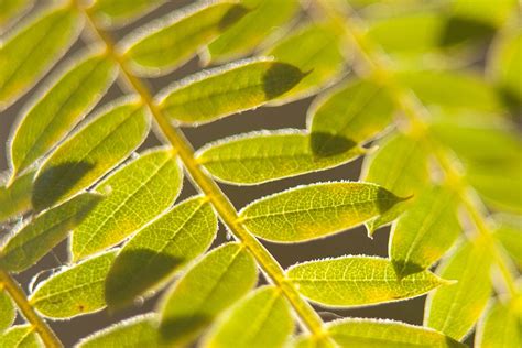 Jacaranda Leaves Are Turning Yellow: What To Do About Yellow Jacaranda Leaves