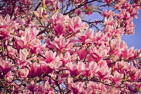 Magnolia 1080P, 2K, 4K, 5K HD wallpapers free download | Wallpaper Flare