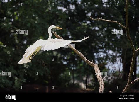 A Great White Heron flying over a branch Stock Photo - Alamy