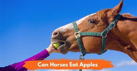 Can Horses Eat Apples? - National Equine