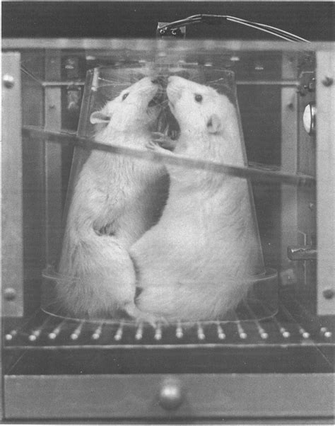 Photograph of two rats fighting in the enclosure after a shock. | Download Scientific Diagram