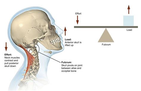 Human Lever System