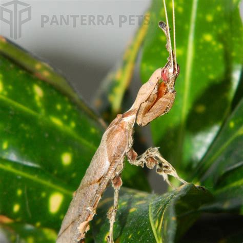 Buy Ghost Mantis (P. paradoxa) For Sale at PanTerra Pets