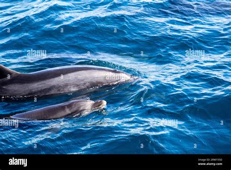 Baby swimming underwater hi-res stock photography and images - Alamy