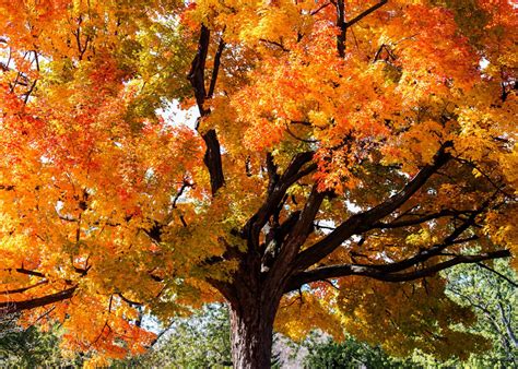 10 types of maple trees 🍁🌳 A journey through colors and forms