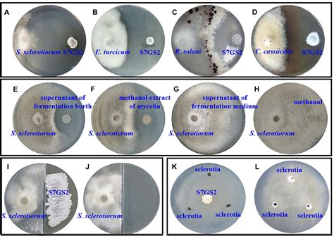 Frontiers | Antifungal, Plant Growth-Promoting, and Genomic Properties of an Endophytic ...