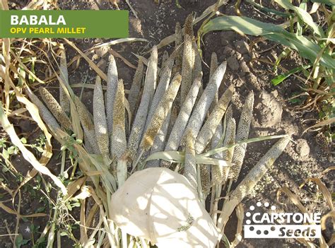 [BABALA – OPV Pearl Millet]... - Capstone Seeds South Africa