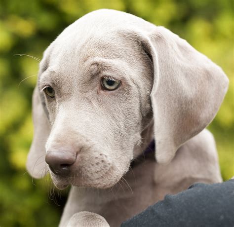 Weimaraner Dog - Weimaraner Dog Breed Information - All About Dogs ...