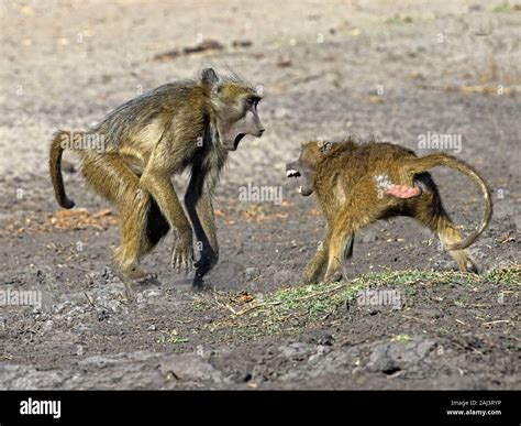 Male chacma baboon fighting Stock Photo - Alamy