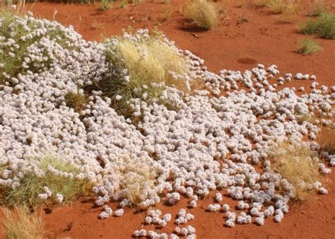 Australian Desert Plants - Amaranthaceae | Australian desert, Desert plants, Plants