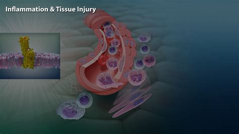 Inflammation & Tissue Injury - Phytecs