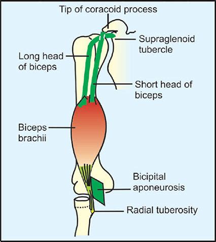 Radial Tuberosity Biceps