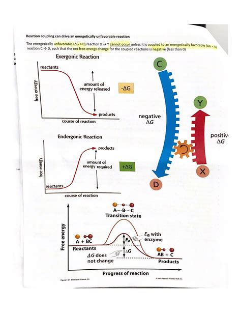 Graphs of Exergonic and Endergonic Reactions and Enzymes - PCB 3023C ...