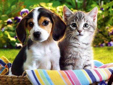 Puppies And Kittens Wallpapers - Wallpaper Cave