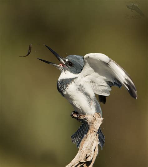 Belted Kingfisher - Whistling Wings Photography