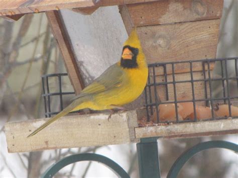 Unusual Kentucky: Rare Yellow Cardinals