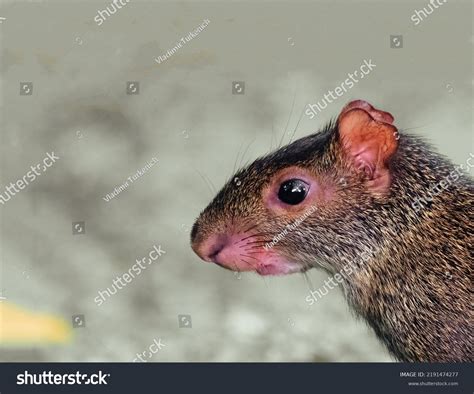 Gorgeous Shorteared Gerbil Black Beady Eyes Stock Photo 2191474277 ...