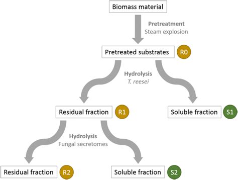 Biomass pre-treatment and sequential hydrolysis steps by fungal... | Download Scientific Diagram