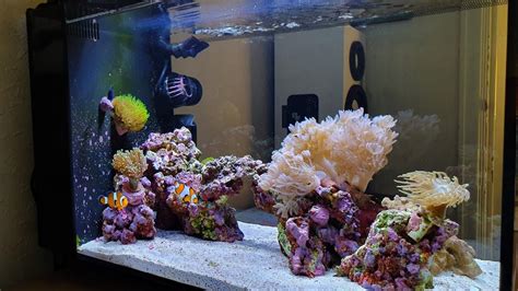 Stunning Nano Reef Tank LOW COST!!!! - YouTube