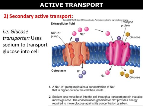 What Is Secondary Active Transport