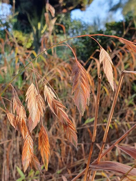 Chasmanthium latifolium - The Beth Chatto Gardens