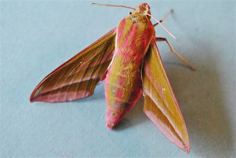 Elephant Hawkmoth | Kent Orchards For Everyone