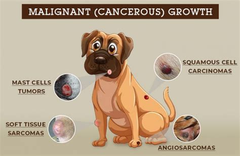 Knowing About the Types of Lumps and Bumps on Dog