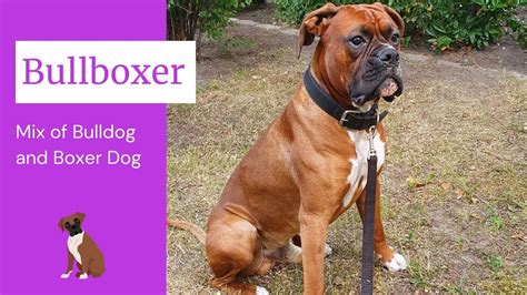 Bullboxer - The Perfect Mix of Bulldog and Boxer Dog - YouTube